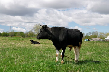 bull grazing on a green meadow