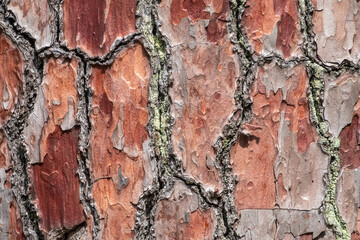 Bark of pine tree.