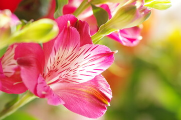 ピンク色のアルストロメリアの花