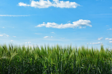 Fototapeta na wymiar Green grass and blue sky with clouds. nature landscape in Germany.