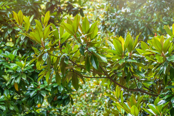 Magnolia soulangeana, the saucer magnolia, branch with fresh green leaves