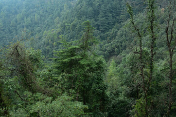 Fototapeta na wymiar Pond in jungle Himacxhal pradesh India