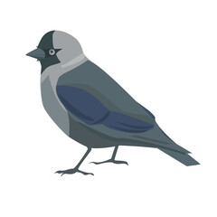 Jackdaw bird. Vector illustration in cartoon style. Isolated on a white background.