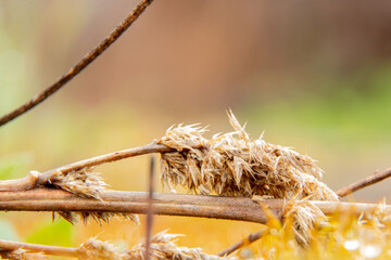 dried branch of dry grass in a macro photo in the forest