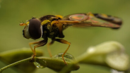 Amazing eyes of a Syrphidae fly sitting on a plant, selective focus image
