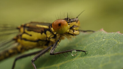 amazing yellow dragonfly shot close-up, selective focus image