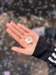 cherry blossom on hand