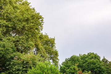 Obraz premium The green trees top in forest on cloudy sky background, copy space