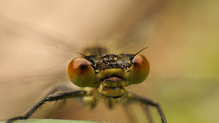amazing yellow dragonfly eyes shot close-up, selective focus image