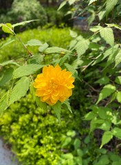 yellow flower in the garden