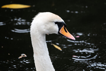 Portrait of a graceful white swan swimming on a lake with dark water.