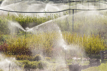 Irrigation system in functional irrigation of agricultural plants. Technologies for growing crops...