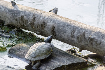 red-eared turtle basking on log in marsh. Invasive type of animals in the river of Russia and turtles appear in the ponds of Moscow