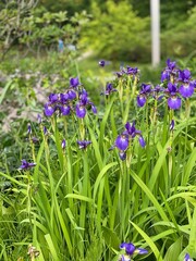 purple flowers in the garden