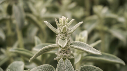 Tender green plant with fluffy leaves, spring day