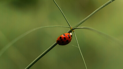 little ladybug sits on the grass, spring day