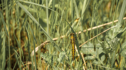 big yellow dragonfly resting on green grass