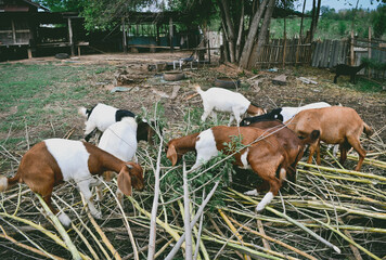 White goats and sugar, raising animals, mammals