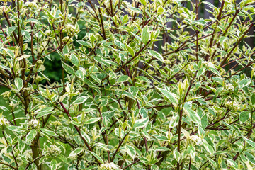 White derain bush in the garden