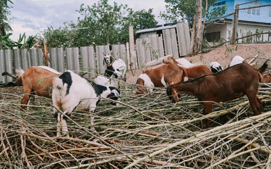 Goats, goat raising and goat feeding