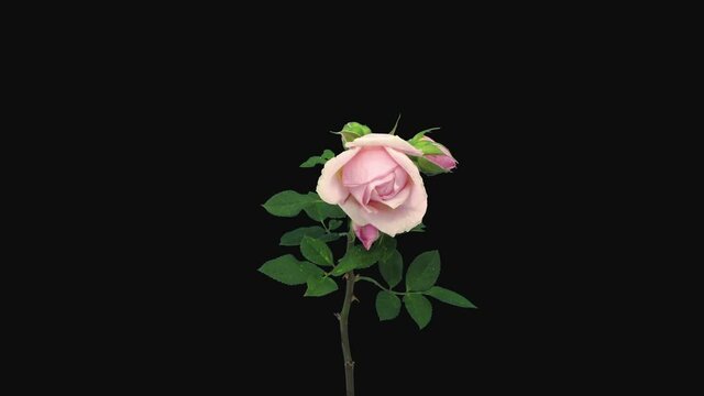 Time-lapse of resurrection pale pink rose Polka 1b3-rev in RGB + ALPHA matte format isolated on black background
