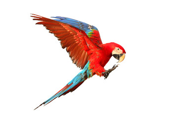 Colorful flying macaw parrot isolated on white