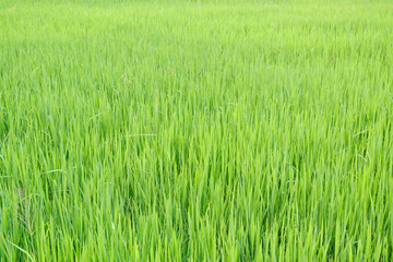 Rice is growth in the rice paddies.Bright green grass.The seedlings of rice are light green.