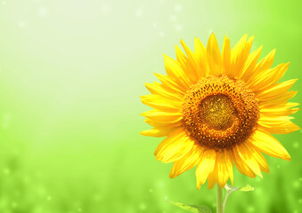 Obraz na płótnie Canvas Sunflower on blurred sunny background