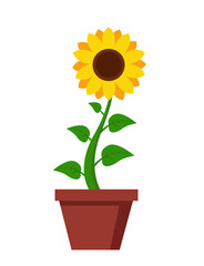 Sunflower icon isolated on white background