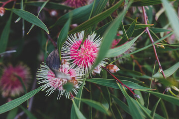 native Australian pin-cushion hakea plant outdoor in sunny backyard