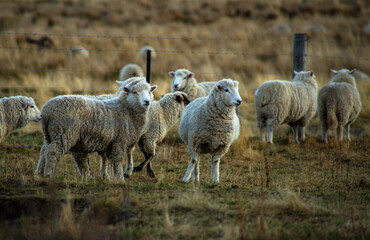 A day in the sheep farm