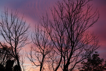 sunset sky with beautiful clouds over bare branches from autumn trees