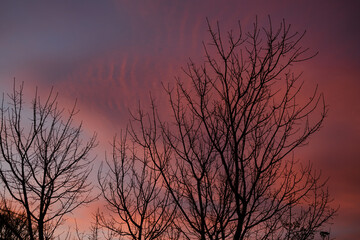 sunset sky with beautiful clouds over bare branches from autumn trees