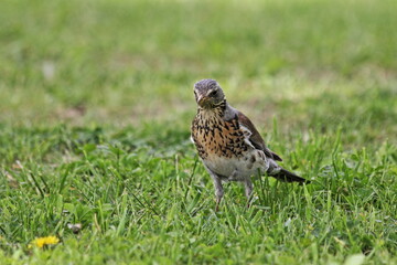 Starling bird on green grass close up on a spring day