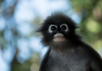 Langurs à lunettes : adorables singes asiatiques