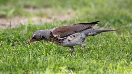 Gray brown Starling bird watches a prey in green grass with its beak close up on a spring day, left side view