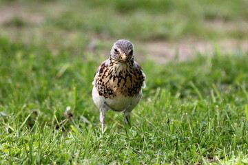 Starling bird walk on green grass lawn close up on a spring day, front view
