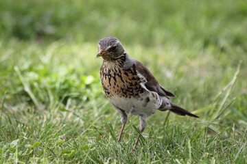 Starling bird stands in the green grass close up on a spring day