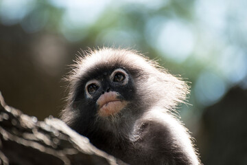 Langurs à lunettes : adorables singes asiatiques