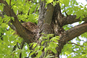Fototapeta premium Bottom-up view of a branching tree with a straw nest on a background of green leaves on a spring day