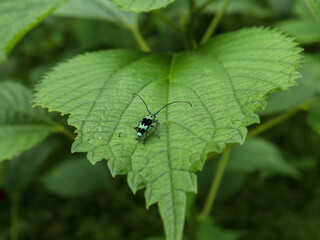 ラミーカミキリ