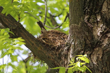 Tail plumage of starling bird stick out from straw nest on the thick tree branch hatches its Chicks against the background of green foliage on a spring day