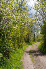 Country road in spring season