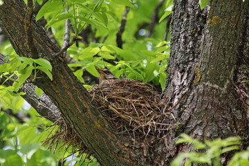 Starling bird in a straw nest on the thick tree branch hatches its Chicks against the background of green foliage on a spring day
