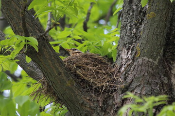 Fototapeta premium Starling bird in a straw nest on big wood branches hatches its Chicks against the background of green foliage on a spring day