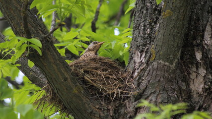 Naklejka na ściany i meble Little starling bird in a straw nest on the thick branches of a tree hatches its Chicks against the background of green foliage on a spring day
