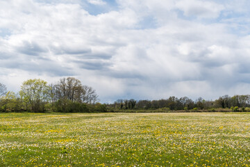 Big field with Dandelions