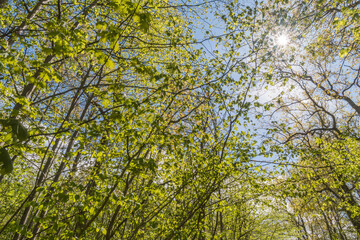 Bright green branches in spring season