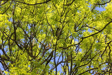 Bright green leaves on tree branches on a Sunny spring day, background texture