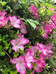 pink hydrangea flowers